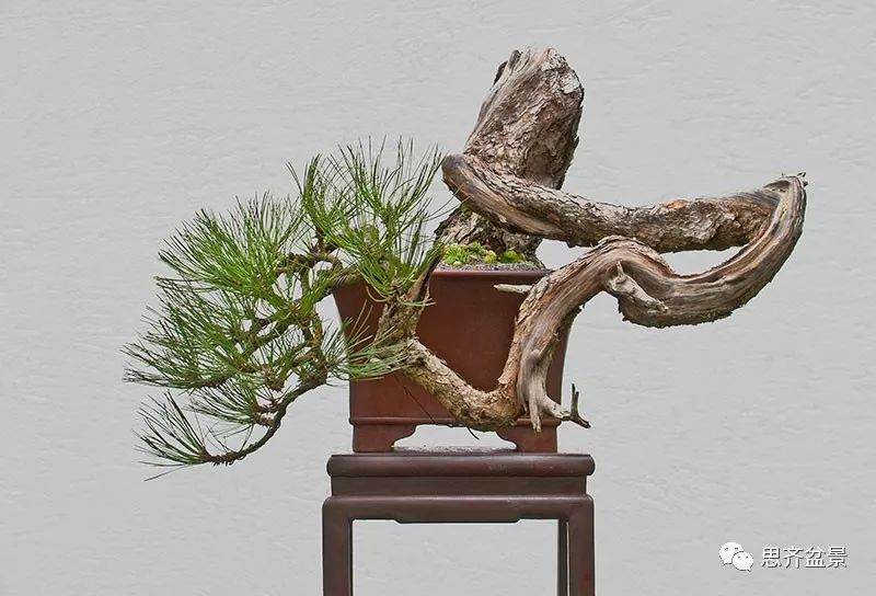 图解 黑松盆景《蛟龙探海》的制作过程