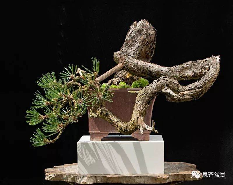 图解 黑松盆景《蛟龙探海》的制作过程
