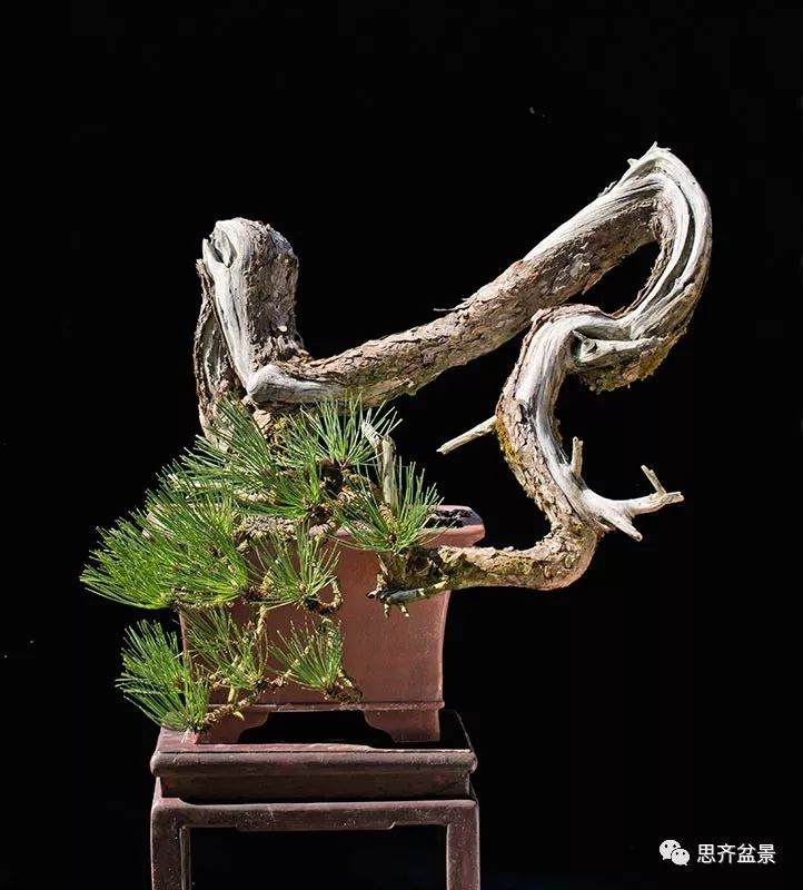 图解 黑松盆景《蛟龙探海》的制作过程