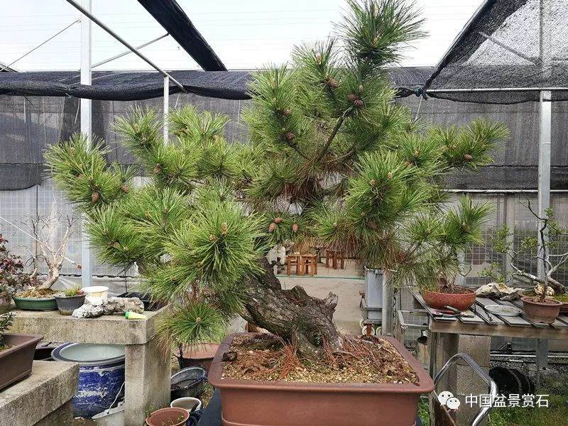 图解 徐昊大师 教你制作黑松盆景 44幅