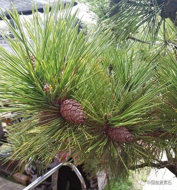 图解 徐昊大师 教你制作黑松盆景 44幅