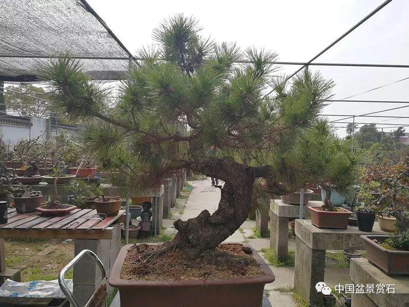 图解 徐昊大师 教你制作黑松盆景 44幅