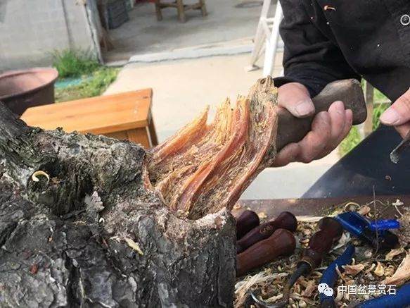 图解 徐昊大师 教你制作黑松盆景 44幅