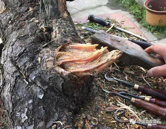 图解 徐昊大师 教你制作黑松盆景 44幅