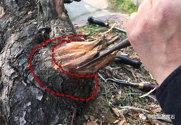 图解 徐昊大师 教你制作黑松盆景 44幅