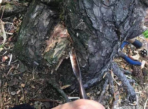 图解 徐昊大师 教你制作黑松盆景 44幅