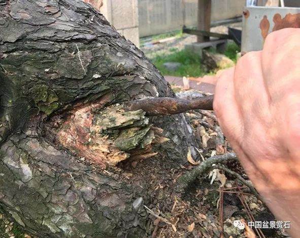 图解 徐昊大师 教你制作黑松盆景 44幅