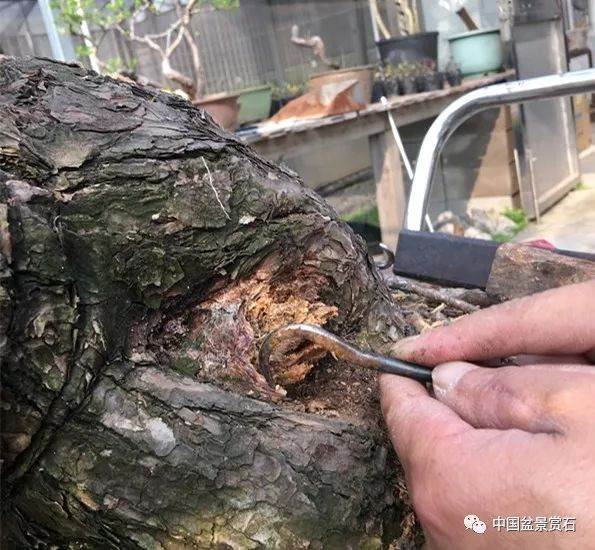 图解 徐昊大师 教你制作黑松盆景 44幅