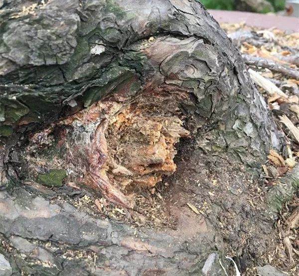 图解 徐昊大师 教你制作黑松盆景 44幅