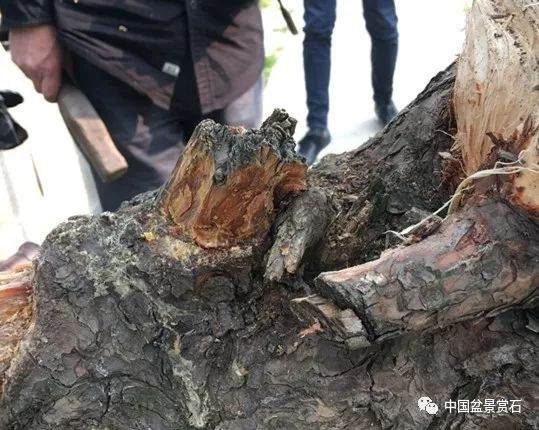 图解 徐昊大师 教你制作黑松盆景 44幅