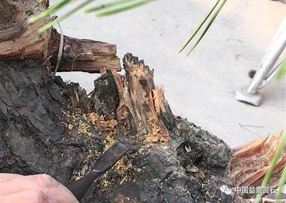 图解 徐昊大师 教你制作黑松盆景 44幅