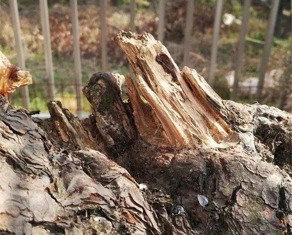 图解 徐昊大师 教你制作黑松盆景 44幅