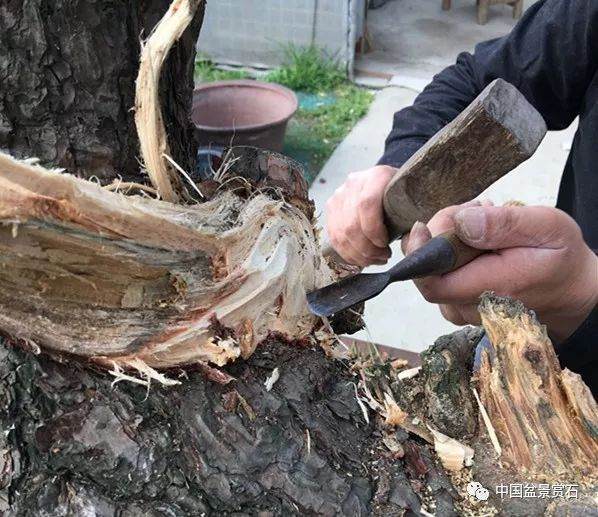 图解 徐昊大师 教你制作黑松盆景 44幅