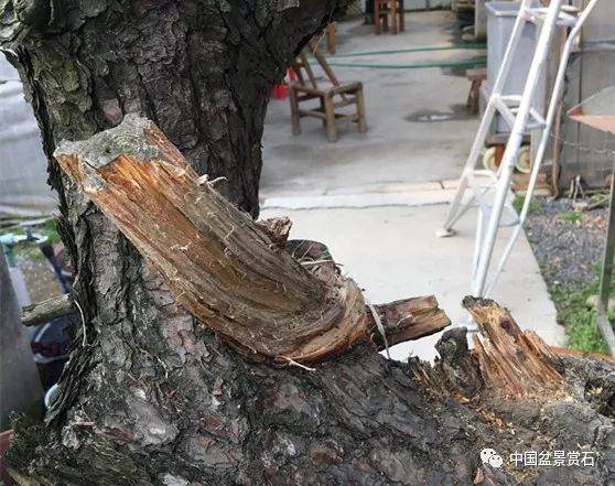 图解 徐昊大师 教你制作黑松盆景 44幅