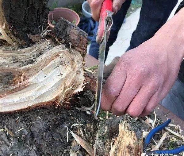 图解 徐昊大师 教你制作黑松盆景 44幅