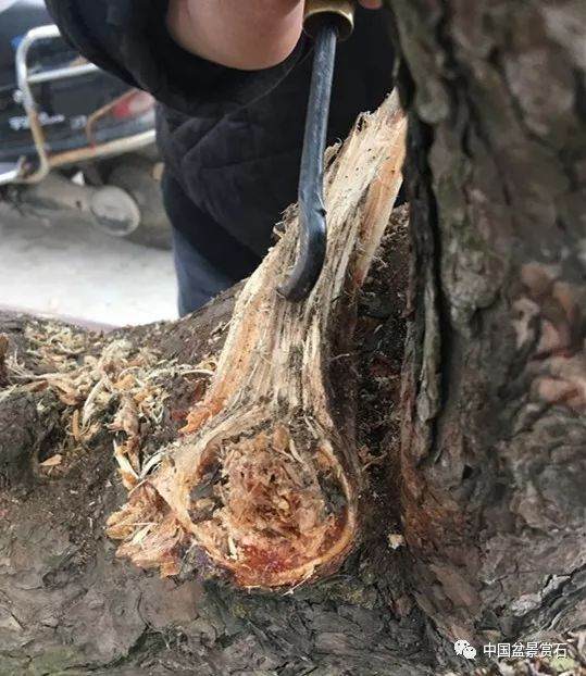 图解 徐昊大师 教你制作黑松盆景 44幅