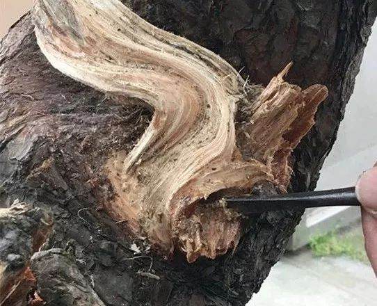 图解 徐昊大师 教你制作黑松盆景 44幅