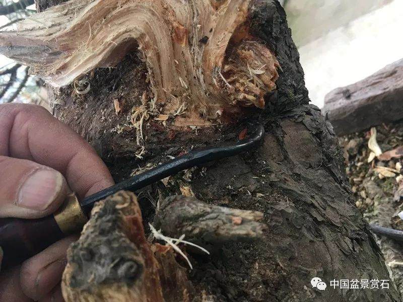 图解 徐昊大师 教你制作黑松盆景 44幅