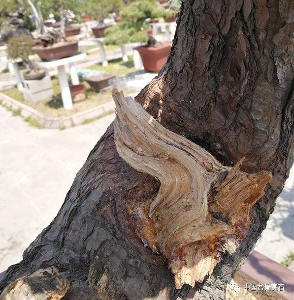 图解 徐昊大师 教你制作黑松盆景 44幅