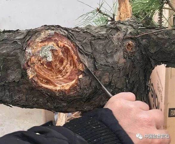 图解 徐昊大师 教你制作黑松盆景 44幅