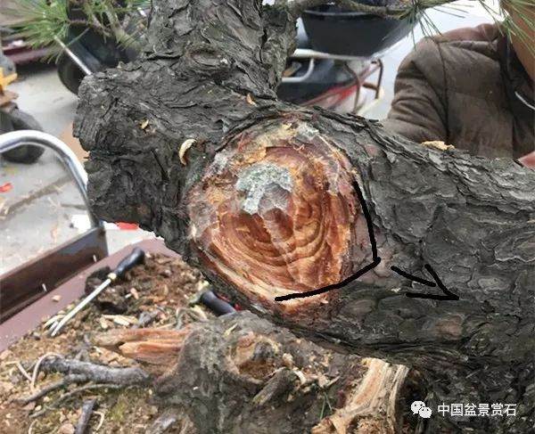 图解 徐昊大师 教你制作黑松盆景 44幅