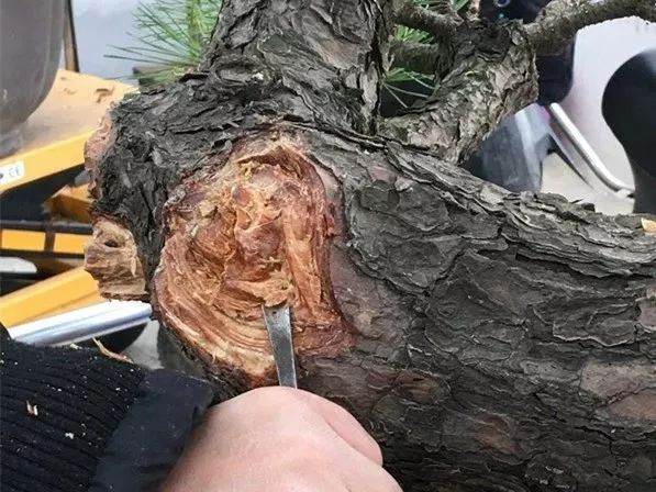 图解 徐昊大师 教你制作黑松盆景 44幅