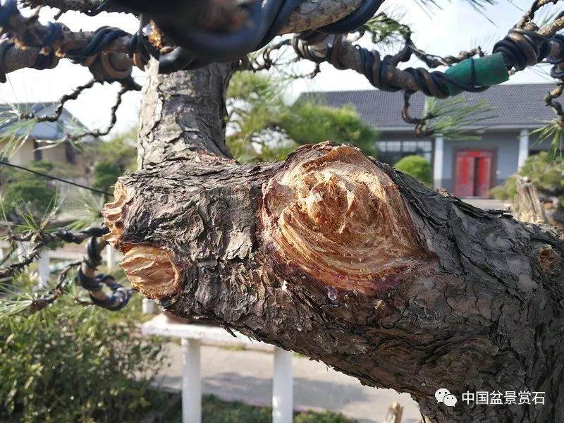 图解 徐昊大师 教你制作黑松盆景 44幅