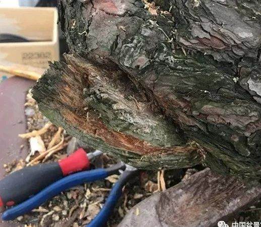 图解 徐昊大师 教你制作黑松盆景 44幅