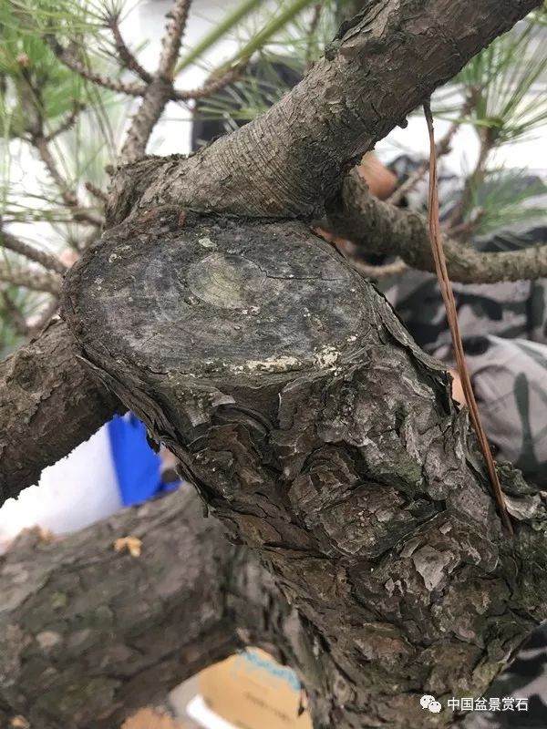 图解 徐昊大师 教你制作黑松盆景 44幅