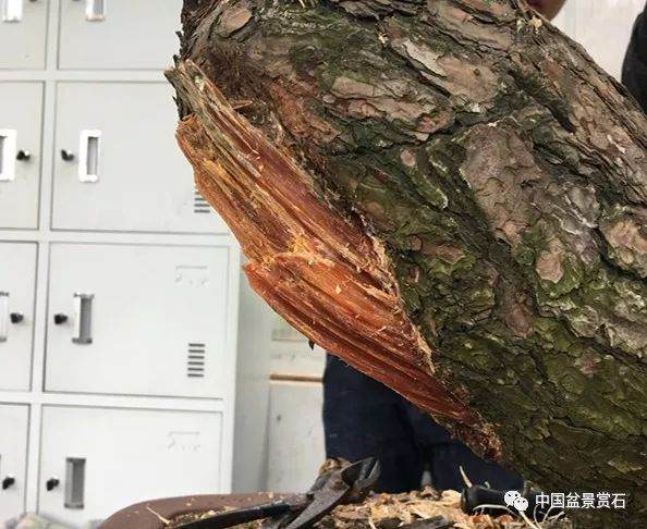 图解 徐昊大师 教你制作黑松盆景 44幅