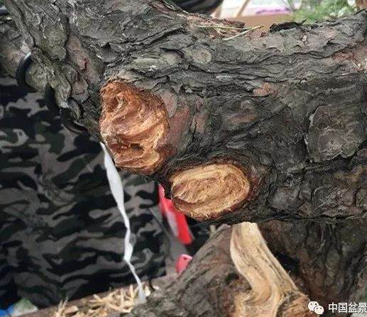 图解 徐昊大师 教你制作黑松盆景 44幅