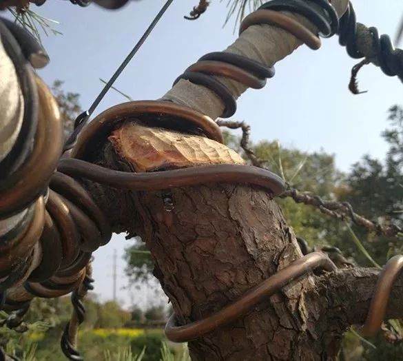 图解 徐昊大师 教你制作黑松盆景 44幅