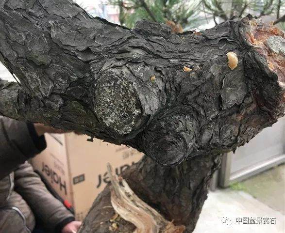 图解 徐昊大师 教你制作黑松盆景 44幅