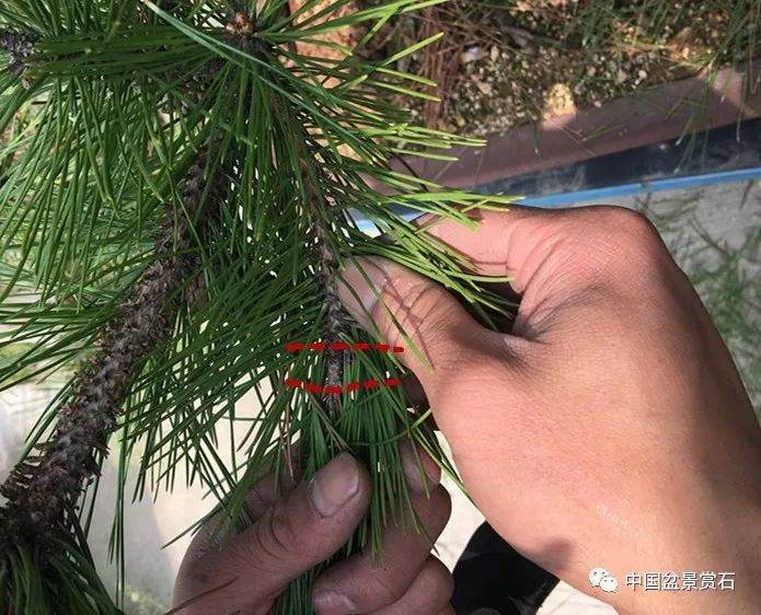 图解 徐昊大师 教你制作黑松盆景 44幅