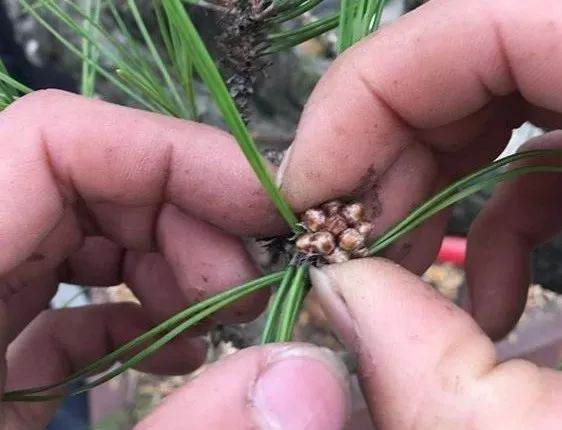 图解 徐昊大师 教你制作黑松盆景 44幅