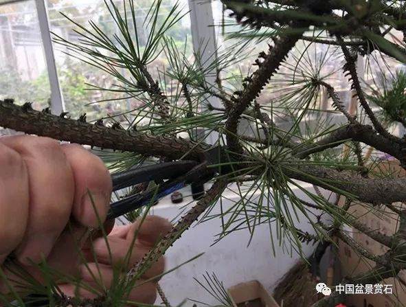 图解 徐昊大师 教你制作黑松盆景 44幅