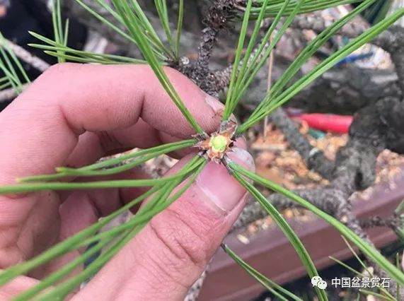 图解 徐昊大师 教你制作黑松盆景 44幅