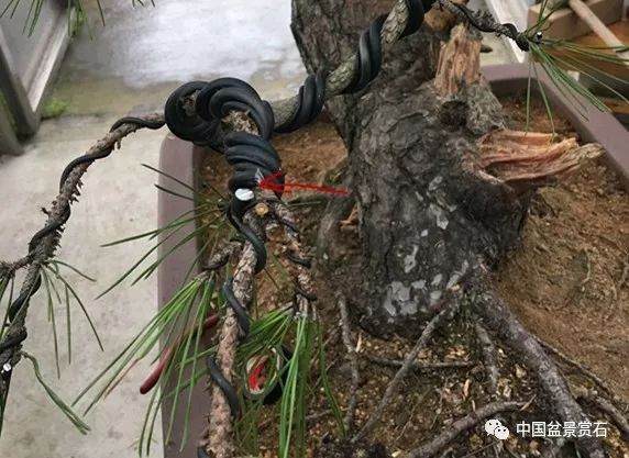 图解 徐昊大师 教你制作黑松盆景 44幅