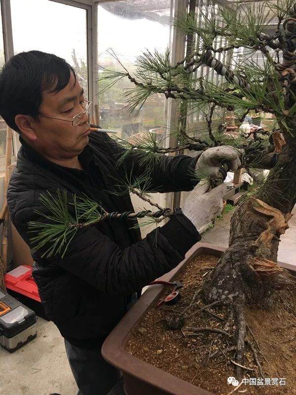 图解 徐昊大师 教你制作黑松盆景 44幅