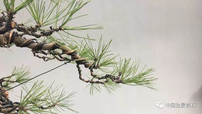 图解 徐昊大师 教你制作黑松盆景 44幅