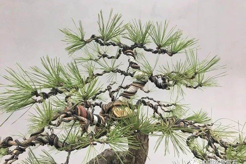 图解 徐昊大师 教你制作黑松盆景 44幅