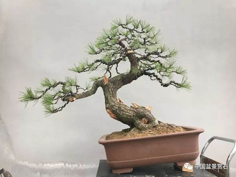 图解 徐昊大师 教你制作黑松盆景 44幅