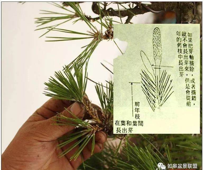 图解 黑松盆景的短针造型法 7幅