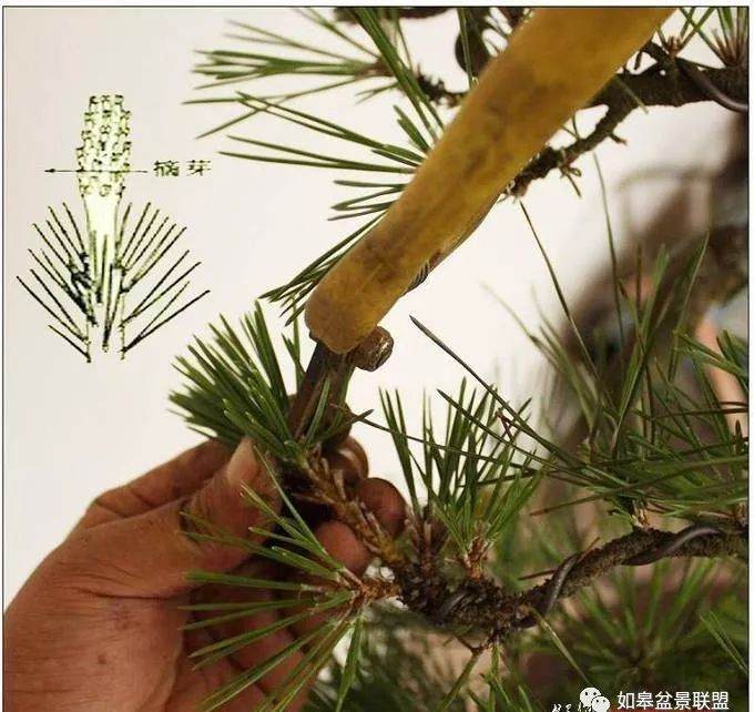 图解 黑松盆景的短针造型法 7幅