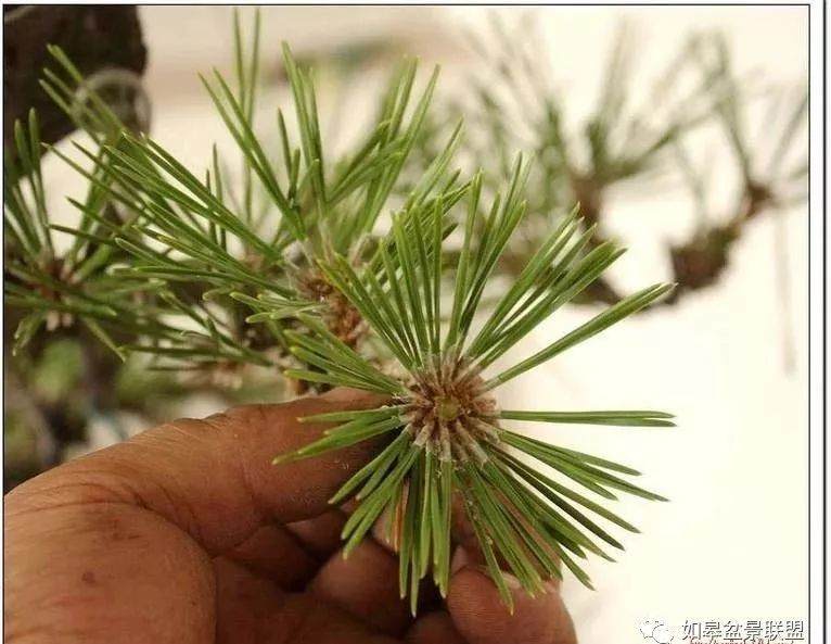 图解 黑松盆景的短针造型法 7幅