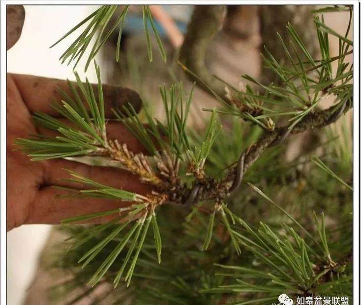 图解 黑松盆景的短针造型法 7幅