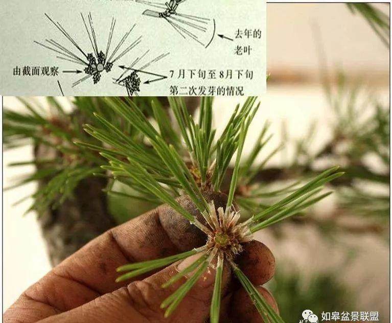 图解 黑松盆景的短针造型法 7幅