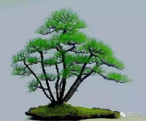 黑松盆景的死亡原因以及对策