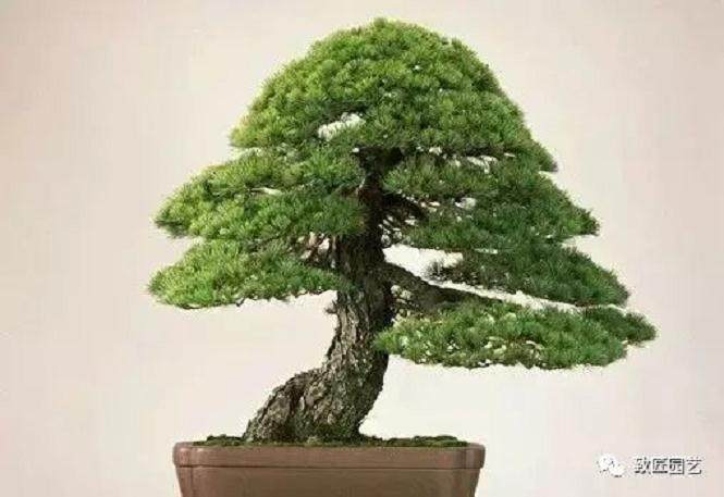 黑松盆景的死亡原因以及对策