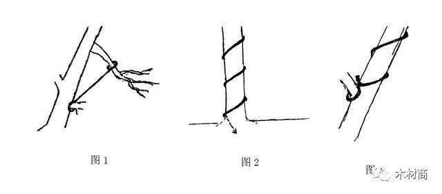 黑松景观树盆景怎样造型设计 图片